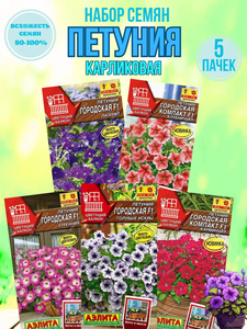 Kit de plantes en pot de pétunia nain de haute qualité pour la plantation au sol, pétunia miniature pour la décoration de la maison - Product Image 4