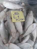 Poisson Hilsa entier surgelé IQF, fruits de mer du Vietnam - 10 kg, qualité A, 15-20 cm