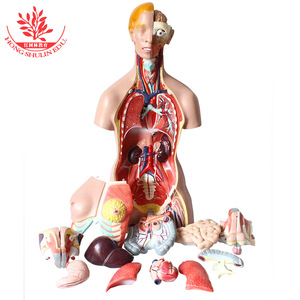Modelo de torso humano, anatomía de adulto, sala de exposiciones para la enseñanza en la facultad de medicina, cadáver grande, 24 partes, hermafrodita, 86 cm - Product Image 1