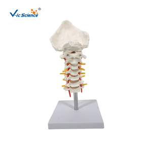 Modèle anatomique de la colonne vertébrale cervicale avec nerfs et artères, <span class=keywords><strong>squelette</strong></span> de la colonne vertébrale - Product Image 3