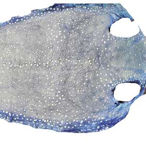 Cuero de pez pulido con textura de piel de diablo de pez espada, cuero de mantarraya con colores personalizados para carteras, cinturones, bolsos y muebles - Product Image 3