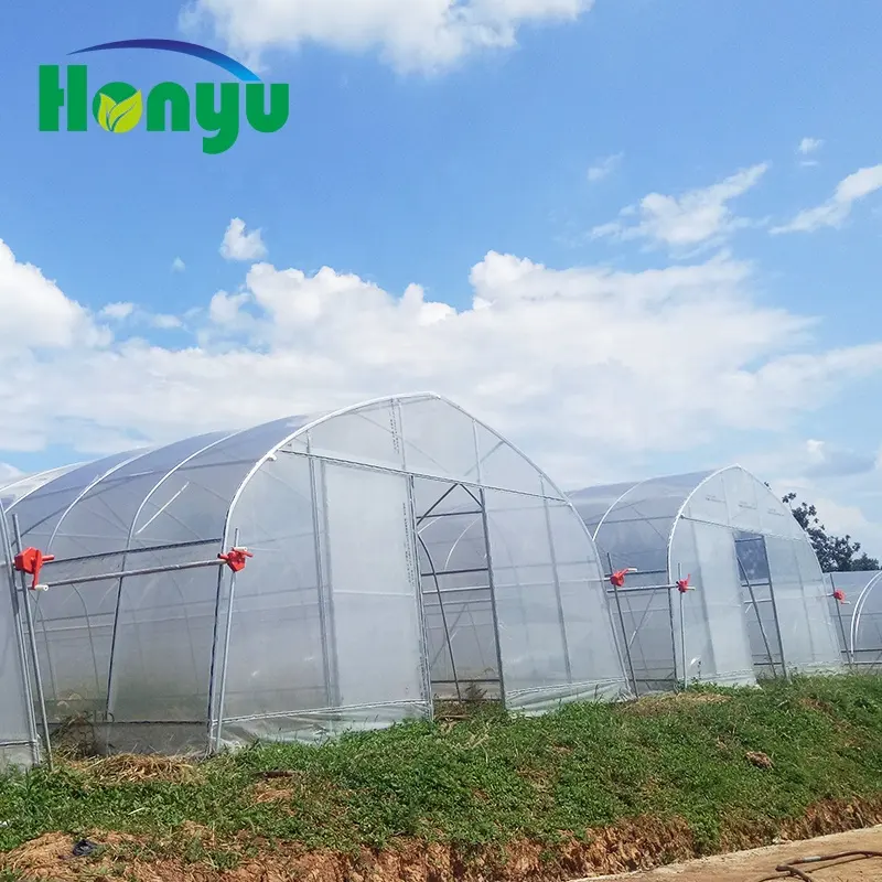 Invernadero Tropical con túnel de película de PE de 200 micras de bajo coste, usado en venta para cultivo de pepino/tomate/fresa/verduras de hojas