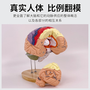 Modèle pédagogique : 2x Modèle de partition fonctionnelle du cerveau, Modèle du tronc cérébral avec différenciation des couleurs, 4 composants détachables, Médical - Product Image 3