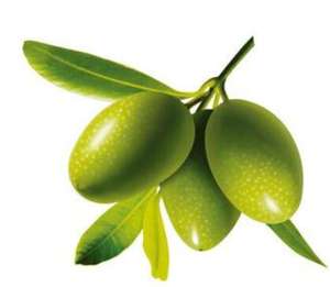 Der kosten günstigste Oliven blattex trakt 20% 40% <span class=keywords><strong>70</strong></span>% Oleuropein-Gehalt Oliven extrakt pulver - Product Image 4