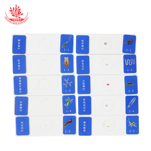 10-<b>slide</b> insect microscopic specimen <b>slides</b>, made of high-transparency glass for popular science, featuring <b>small</b> insects. - Product Image 1