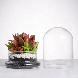 Cúpula de campana de cristal redonda decorativa transparente hecha a medida con Base de cristal con orificio de aire para suculentas en miniatura Venus <span class=keywords><strong>atrapamoscas</strong></span> - Product Image 6