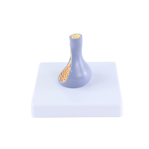 Modèle de structure synaptique en PVC pour l'enseignement médical, <span class=keywords><strong>la</strong></span> biologie, <span class=keywords><strong>la</strong></span> <span class=keywords><strong>neurosciences</strong></span>, modèle d'affichage éducatif - Product Image 3