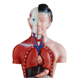 ADA enseignement anatomique 42CM torse masculin 13 pièces ou 42CM torse féminin 15 pièces pour l'enseignement et l'apprentissage de l'anatomie - Product Image 6