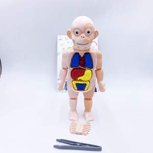 Modè<span class=keywords><strong>le</strong></span> du <span class=keywords><strong>corps</strong></span> <span class=keywords><strong>humain</strong></span> pour enfants, kit scientifique, projets de biologie pour enfants, jouets, kit scientifique du <span class=keywords><strong>corps</strong></span> <span class=keywords><strong>humain</strong></span>, jeux d'assemblage pour enfants - Product Image 3