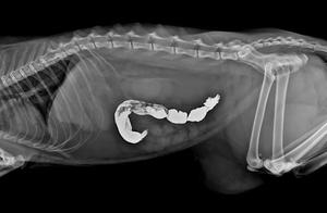 Équipement de radiologie vétérinaire <span class=keywords><strong>EUR</strong></span> VET, détecteur à panneau plat filaire 17*17, détecteur numérique à panneau plat pour rayons X - Product Image 5