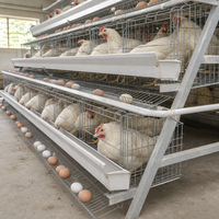 Nouvelle Cage à Poules Pondeuses Automatique à 4 Niveaux en Acier Galvanisé pour 500 Poules, Type A, pour Élevage Avicole