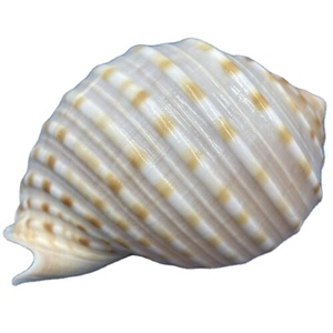 Conchas marinas orgánicas pulidas superventas vietnamitas para decoración del hogar estilo de imitación antiguo recuerdo de alto estándar exportación caliente - Product Image 1