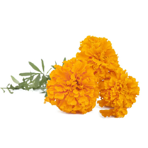 خلاصة زهور القطيفة العضوية الأكثر مبيعًا ، زيت لوتين من الدرجة الغذائية ، سعر سائل - Product Image 2