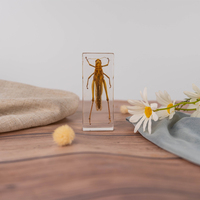 Spécimens Biologiques Intégrés en Résine pour l'Éducation Scientifique : Ailes d'Insectes Volants, Taxidermie Animale, Matériel Pédagogique