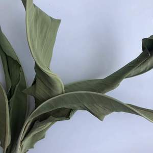 5 pièces en gros oiseau paradis fleur <span class=keywords><strong>fleurs</strong></span> sèches naturel séché <span class=keywords><strong>Strelitzia</strong></span> feuille décor à la maison bricolage Arrangement fête des mères mariage - Product Image 6