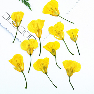 Têtes de fleurs de canola séchées pressées pour l'art de la résine, le nail art, le scrapbooking, les marque-pages et l'art floral pressé - Product Image 1