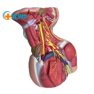 Анатомические части шеи человека, глубокие части шеи, кровеносные сосуды и нервные анатомические модели для обучения биологии - Product Image 1