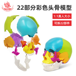Seis tipos de modelos de cráneos humanos naturales disponibles para escultura artística oral, cirugía plástica y enseñanza médica. - Product Image 3
