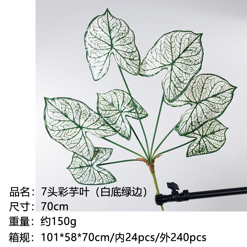 Feuilles de taro à 7 têtes (base blanche avec bords verts) - 70cm