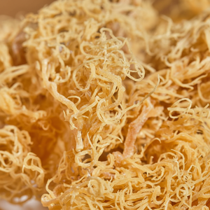 Gel d'algues marines 100% biologique/ Algues marines irlandaises violettes séchées//Tracy +847 708128919 - Product Image 1