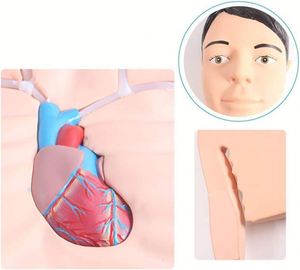 Kyrenmed mô phỏng can thiệp picc mô hình tĩnh mạch tĩnh mạch trung tâm ngoại vi - Product Image 3