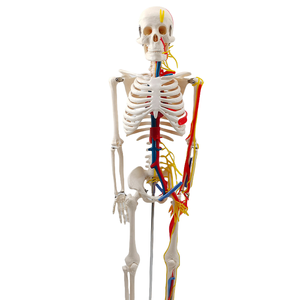 85CM PVC Modelo de Esqueleto Humano com Nervos e Vasos Sanguíneos Anatômico Ferramenta de Ensino para Treinamento em Ciências Médicas em Hospitais - Product Image 4