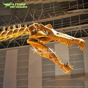 Cráneo de Dinosaurio de Tamaño Real, Calidad de Museo, <span class=keywords><strong>Esqueleto</strong></span> de <span class=keywords><strong>Pteranodon</strong></span> - Product Image 5