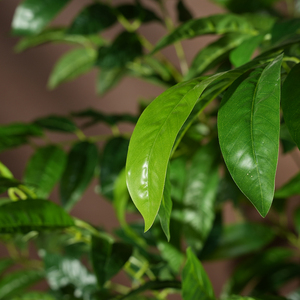 ต้นปาชิราอควาติก้าประดิษฐ์ขนาดใหญ่ สไตล์ธรรมชาติ ทำจากพลาสติก ใบไม้สีเขียว ตกแต่งบ้าน ทนทาน เป็นมิตรกับสิ่งแวดล้อม - Product Image 3