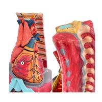 Modelo Anatómico Avanzado de Cavidad Torácica con Laringe, Pulmón, Corazón, Hígado y Fígado Pulmonar, y Simulador de Demostración Respiratoria