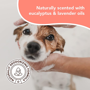 Private Label <strong>Itchy</strong> <strong>Dog</strong> <strong>Shampoo</strong> Natural <strong>Shampoo</strong> <strong>for</strong> Cleaning <strong>Dog</strong> Dry <strong>Skin</strong> Treatment and <strong>Dog</strong> Itch Relief <strong>Shampoo</strong> - Product Image 4