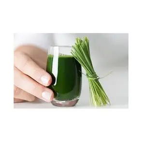 批发天然小麦草汁提取物粉小麦草粉优质天然有机水溶性小麦草汁