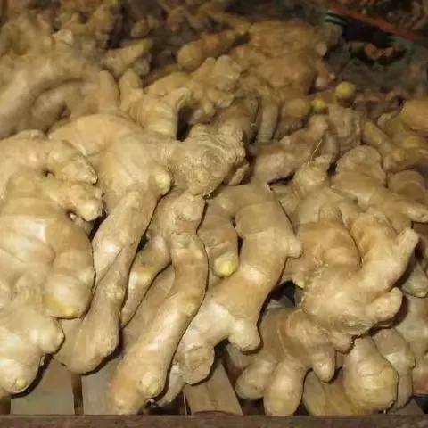 Good Price Premium Fresh Ginger From Chinese Supplier Dried Ginger