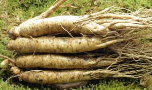 Changbai núi tươi giữ nhân sâm Panax Ginseng - Product Image 5
