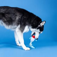 Jouet pour chien en peluche requin avec corde, jouet interactif à tirer et à mâcher avec queue en corde nouée