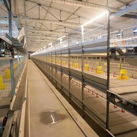 Nouvelle cage à poulets de chair Ankong de type H à 3-4 niveaux en treillis métallique galvanisé à chaud avec un design facile à utiliser