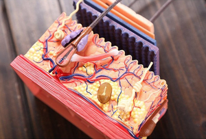 बच्चों के शैक्षिक मानव शरीर रचना विज्ञान शिक्षण ब्यूटी सैलून प्रदर्शन के लिए 19 भागों के साथ बड़े मानव त्वचा शरीर रचना मॉडल - Product Image 4