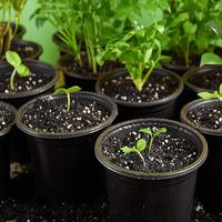 Pot pembibitan hitam untuk tanaman pot galon plastik dengan lubang drainase dan piring untuk tanaman berkebun, bunga, sayuran