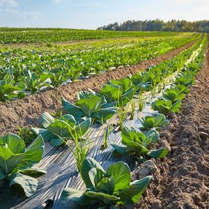 Película de Polietileno para Mulching Agrícola de Alta Calidad, Venta al por Mayor de Fábrica |   Rollo de Plástico Resistente a los Rayos UV para Cultivo de Vegetales - Product Image 3