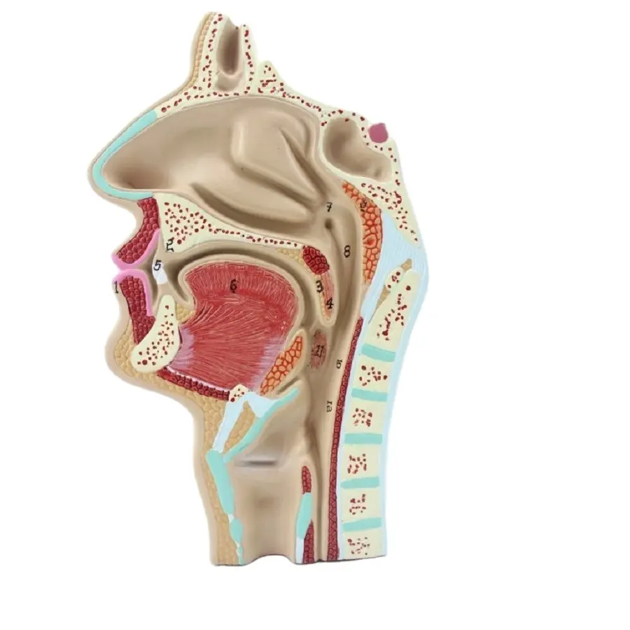 Education人間口腔モデルMedical Nasal空洞空洞と喉咽頭モデル