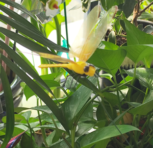 Libellula palo colorato da giardino pali per interni arredamento esterno - Product Image 5