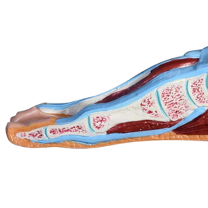 Modèle de section de pied d'enseignement médical ADA et section de bassin masculin humain (1 partie) pour l'outil d'enseignement médical de démonstration de la maladie - Product Image 6