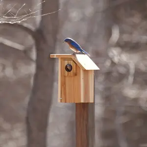 Oostelijke Bosvogel Hout Vogelhuis