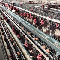 Système d'élevage de poulets à grande échelle de type H avec cage automatique en acier galvanisé pour la production d'œufs