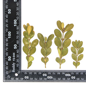 Hojas de <span class=keywords><strong>Buxus</strong></span> Secas y Prensadas Naturales para Resina, Joyería, Manualidades, Especímenes Botánicos, Follaje de Boj para Arte - Product Image 6