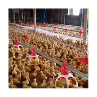 Ensemble complet automatique d'équipement de ferme avicole moderne pour poulet de chair avec système d'alimentation et d'abreuvement