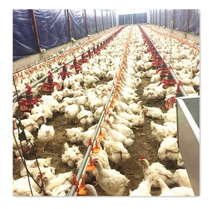Equipamento de Controle de Alimentação de Aves em Fazenda de Frango Comercial Totalmente Automático - Product Image 1