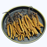 Haute Qualité Naturel Tibet Cordyceps sinensis Sauvage Séché Tianshi Cordyceps Militaris Organique Mycélium Cordyceps Champignon