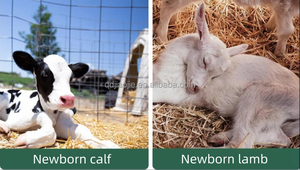 Piccolo vitello Hutch mucca capannone gabbie <span class=keywords><strong>per</strong></span> il bestiame casa di vitello <span class=keywords><strong>per</strong></span> attrezzature di allevamento - Product Image 5