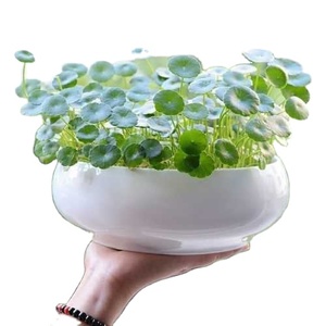 Planta Hidropónica de Hierba del Dinero de Cobre, Planta Hidropónica de Hierba del Dinero Dorada para Interiores, en Maceta, para Mesa de Salón, Fácil de Cultivar - Product Image 3