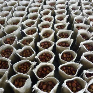 New Wholesale Hot Sales Delicious chestnuts ready to eat Organic fresh chestnuts peel chestnut snack